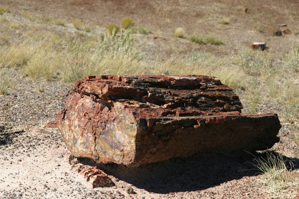 11 - Petriefed Forest (0).JPG